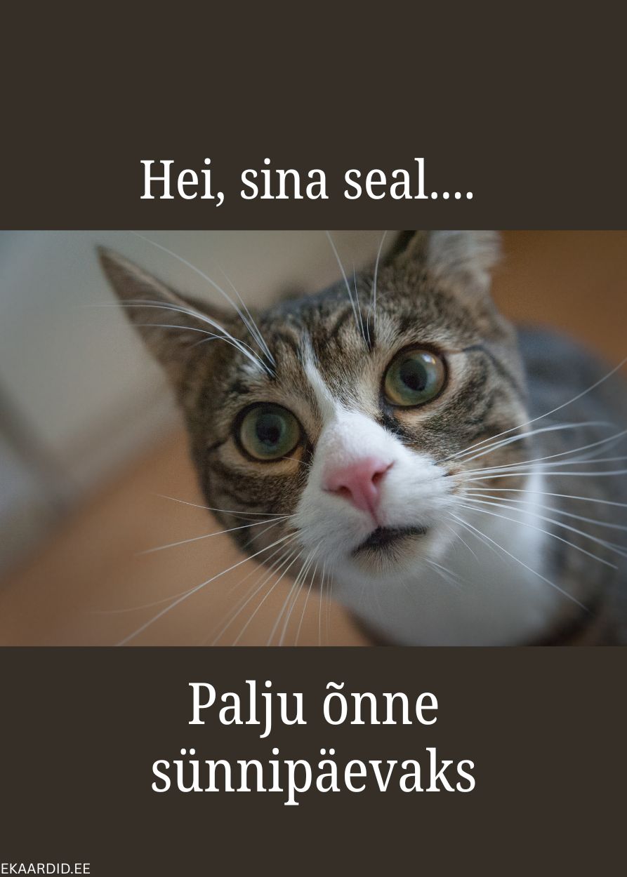 Humoorikas kassi-sünnipäevakaart