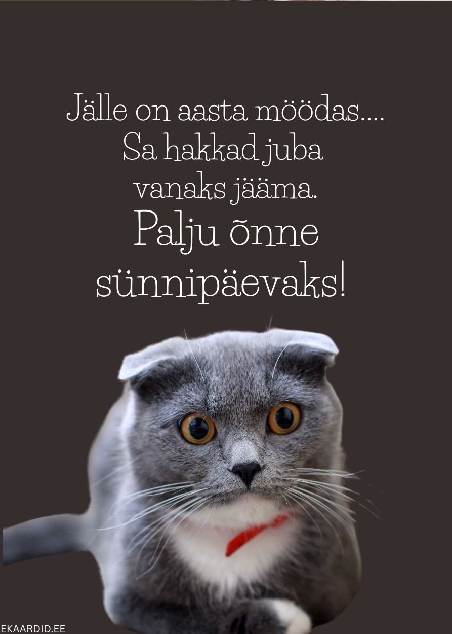 Humoorikas sünnipäevakaart kassiga