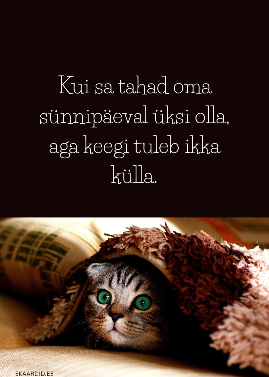 Humoorikas sünnipäevakaart peidetud kassiga