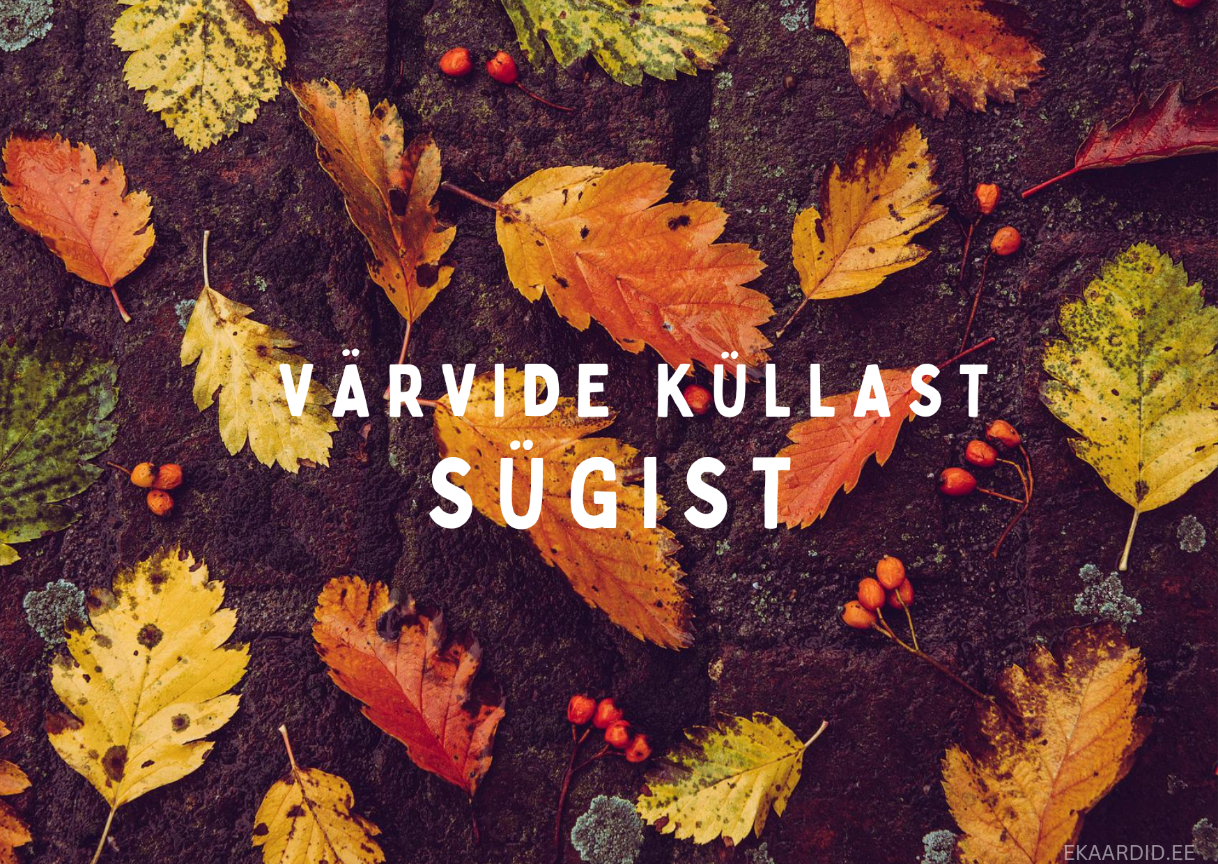 Sügislehed ja marjad - värvikirev sügiskaart