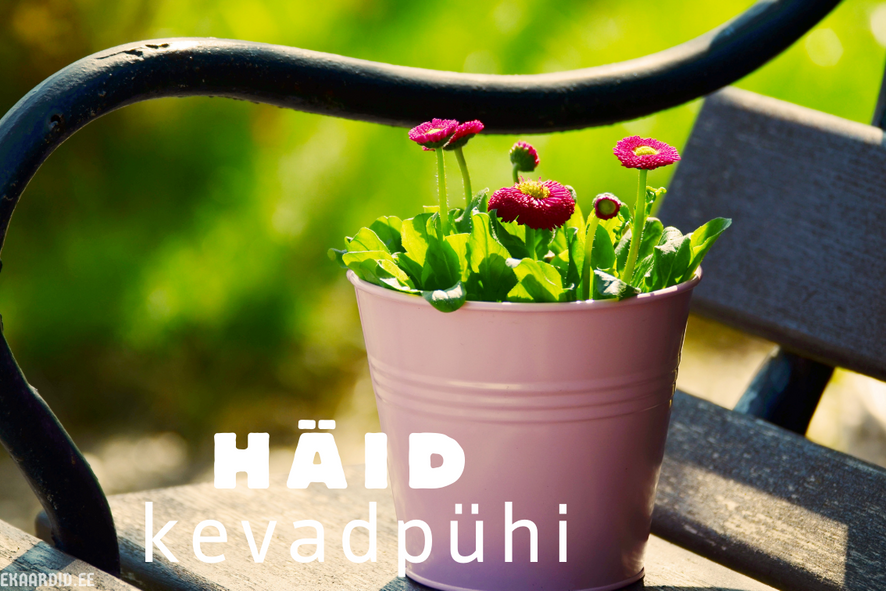 Kevadised õied kevadpühade kaardil