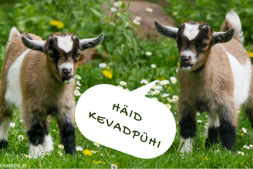 Kevadpüha kaart kahe kitsetallega