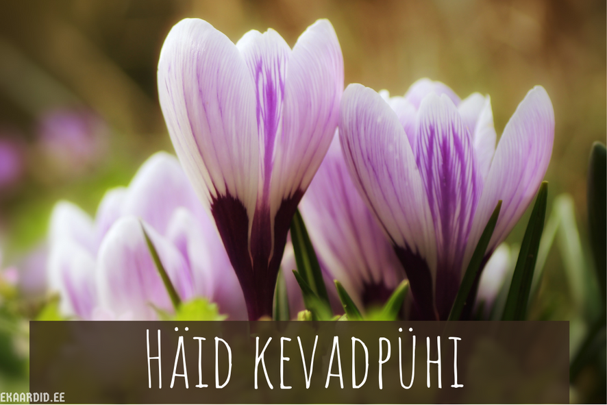 Kevadpüha kaart krokustega