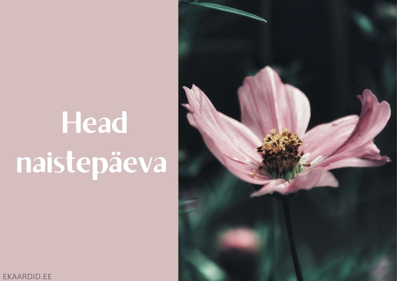 Õrn naistepäeva kaart õrna roosakas lillega