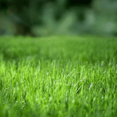 Roheline GIF lihavõttekaart